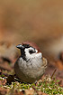 Portrait of a male Tree Sparrow