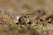 Little Bunting (24-03-2006)