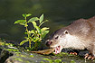 Otter eating fish (captive animal)