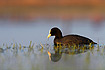 Fouraging Common Coot 