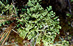 The lichen Flavocetraria nivalis