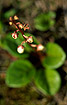 Foto af Klit-Vintergrn (Pyrola rotundifolia ssp. maritima). Fotograf: 