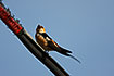 Photo ofRed-rumped Swallow (Hirundo daurica). Photographer: 