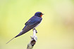 Barn swallow resting on a branch.