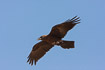 Brown-necked raven in flight