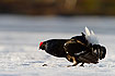 Displaying black grouse on ice covered lake