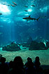 Large oceanarium with blacktipped reef shark.