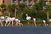 Flamingoes with a golf hotel in the background