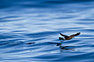 Wilsons storm petrel - the yellow webb bewteen the toes is visible