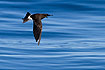 Wilsons storm petrel with the feet visible behind the tail