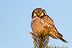 Hawk owl in morning light