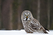 Great grey owl during snowfall