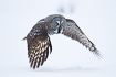 Great grey owl flying low over snowcovered field