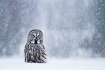 Great grey owl resting on snow during snowfall