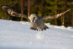 Great grey owl after takeoff from snowcovered field