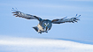 Great grey owl hunting over snowcovered landscape