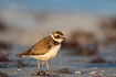 Semipalmated Plover in nonbreeding plumage