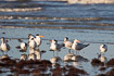 A gang of royal terns on Fort Myers Beach