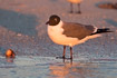 Laughing gull in summer plumage