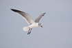 Laughing Gull in flight