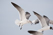 Laughing gulls in flight