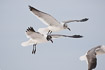 Laughing gulls in flight