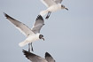 Laughing gulls