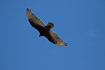Turkey vulture in flight