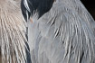 Part of the plumage of a great blue heron