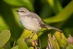 Photo ofNorthern Mockingbird (Mimus polyglottos). Photographer: 