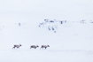 Caribou in harsh winter landscape