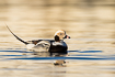 Male long-tailed duck
