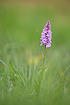 Flowering heath spotted-orchid