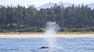 Blowing gray whale