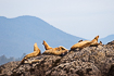 Canadian coastal landscape with resting steller sea lions