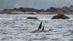 Orcas hunting on the west coast of Vancouver Island