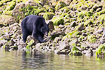 Black bear looking for food at low tide
