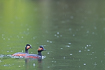 Black-necked grebes during rainfall
