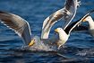 Great black-backed gulls fighting