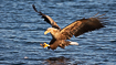 White-tailed eagle stretching out its fangs to catch a fish