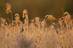 Reed bunting in golden morning light
