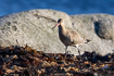Young Bar-tailed Godwit photographed during autumn migration
