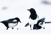 Magpies in snowcovered landscape
