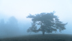 Photo ofScots Pine (Pinus sylvestris). Photographer: 