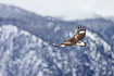 Young golden eagle in flight