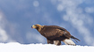 Young golden eagle