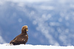 Young golden eagle