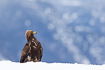 Young golden eagle