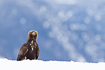 Young golden eagle