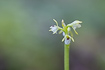 The small Coralroot Orchid